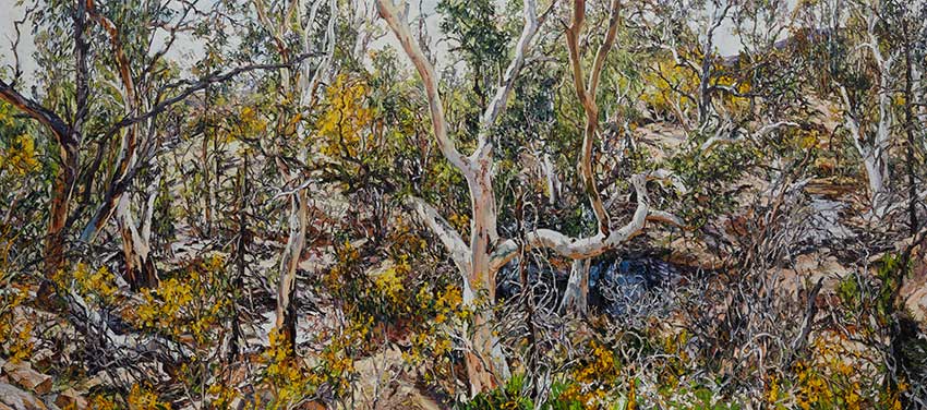 Wilpena Wattle and Eucalypts (Sliding Rock) by Nicholas Harding 