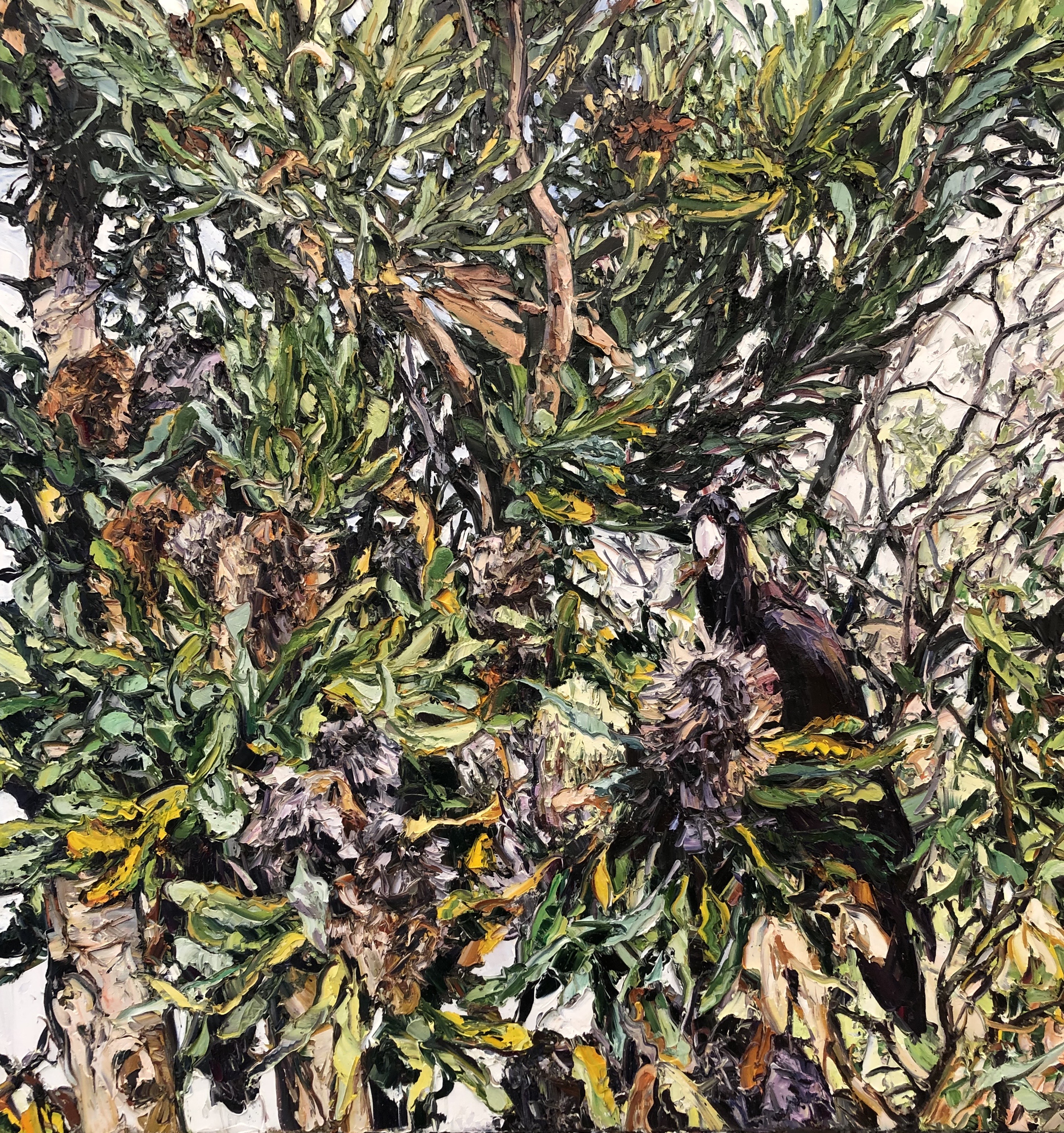 Wilpena Wattle Light and Scrub  by Nicholas Harding at Olsen Gallery
