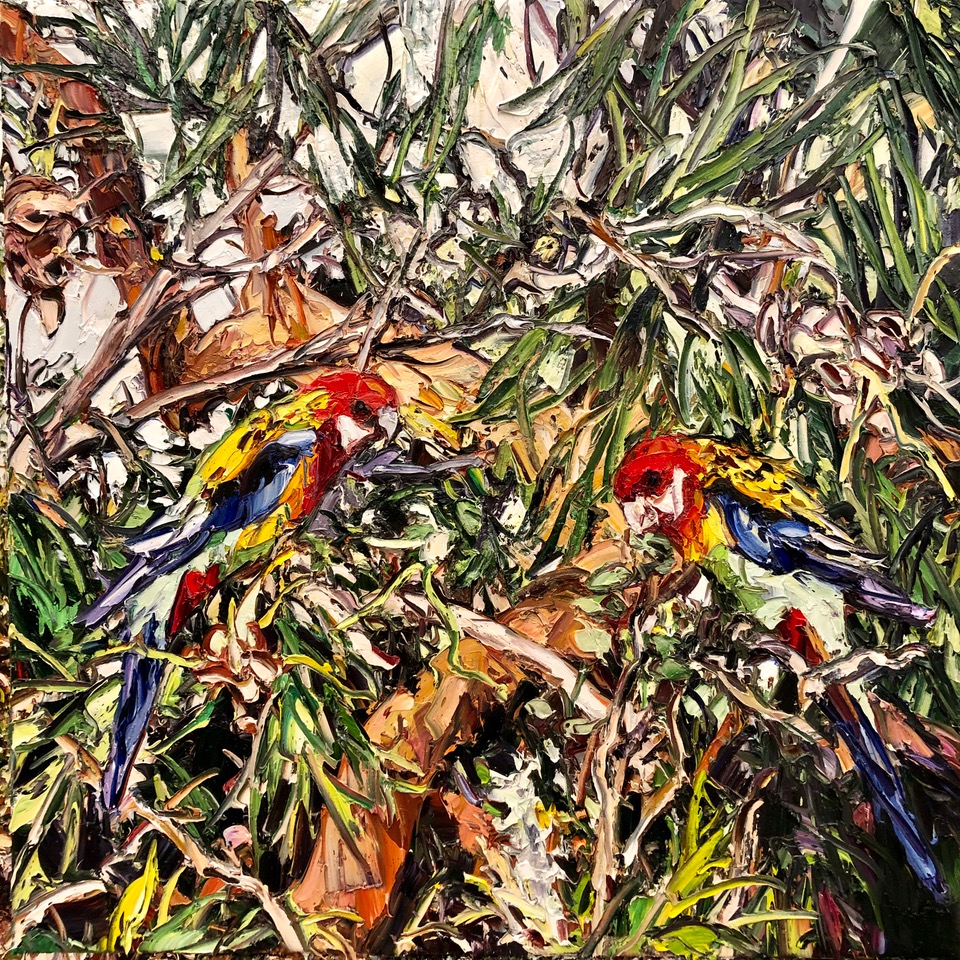 Two Rosellas and Grevilea. Harding