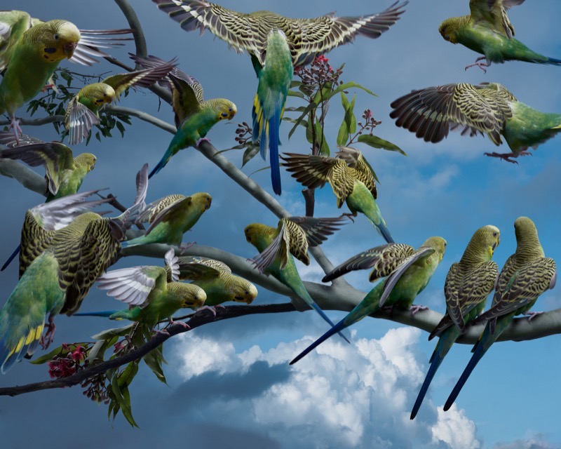 Birdscape #4 (Budgerigars) by Gary Heery 