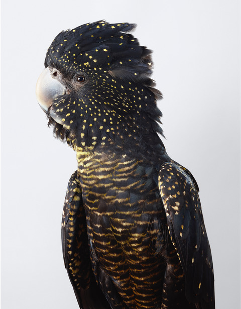 Skye, Red-tailed Black Cockatoo by Leila Jeffreys