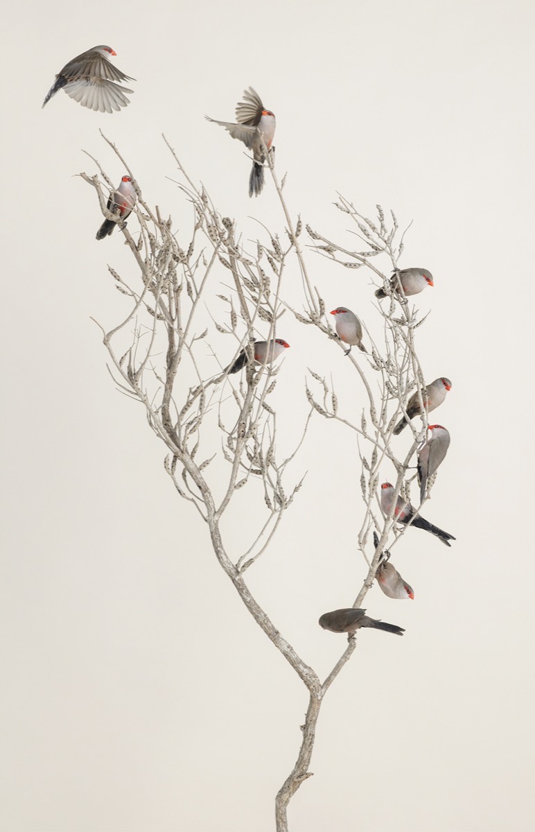 Branch No.1 by Leila Jeffreys at Olsen Gallery