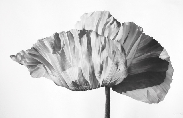 Poppy I by Jonathan Delafield Cook