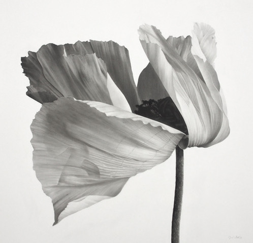 Poppy II by Jonathan Delafield Cook at Olsen Gallery