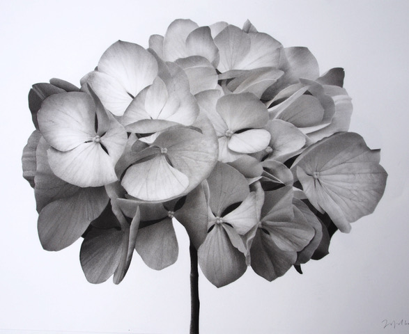 Hydrangea I by Jonathan Delafield Cook at Olsen Gallery