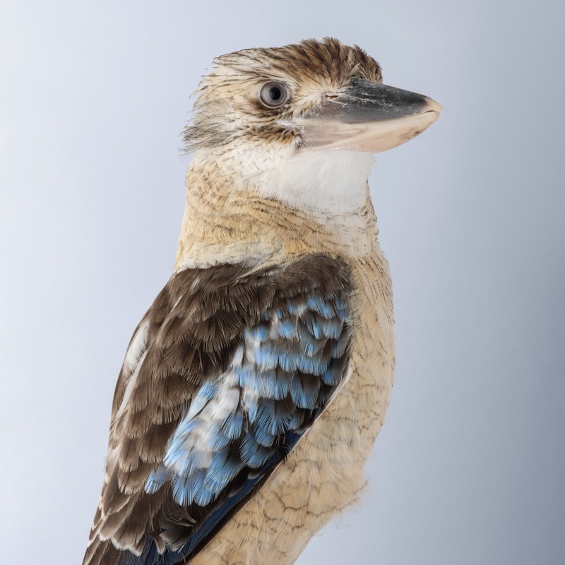 Blue-winged Kookaburra Jeffreys