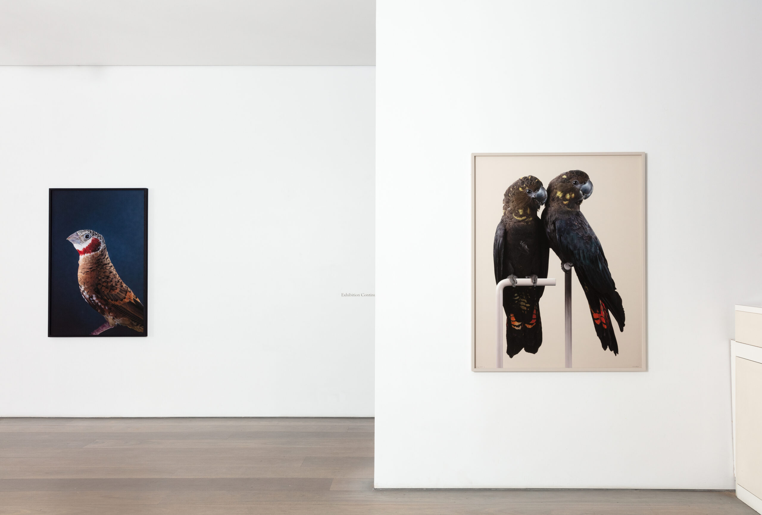 The Wound Is The Place Where The Light Enters