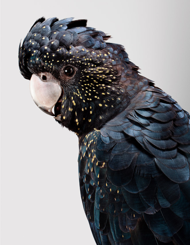 Artwork: Nora RedTailed Black Cockatoo