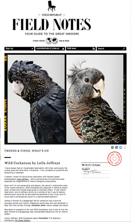 Wild Cockatoos by Leila Jeffreys