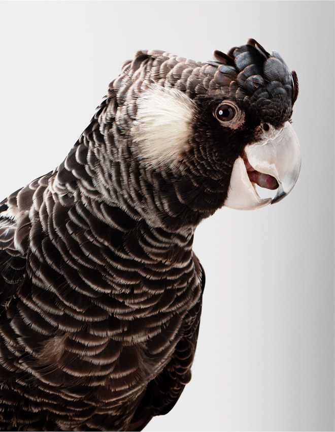 Artwork: Kirra Carnabys Black Cockatoo