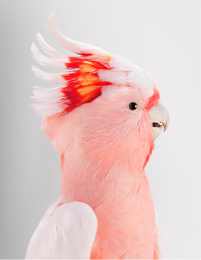 Artwork: Neville Major Mitchells Cockatoo
