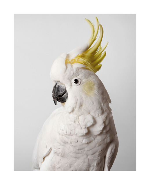Artwork: Slim SulphurCrested Cockatoo