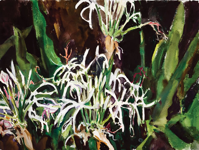 Artwork: Swamp Lilies