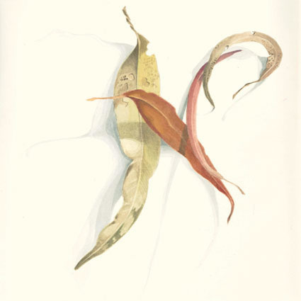 Artwork: Gum Leaves XIV