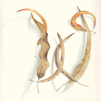 Artwork: Gum Leaves XXIII