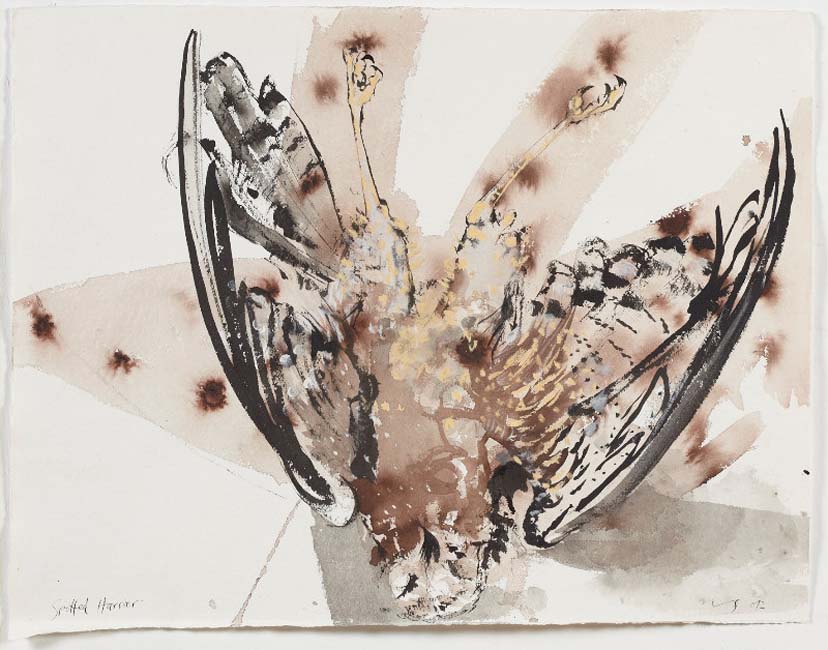 Artwork: Spotted Harrier II