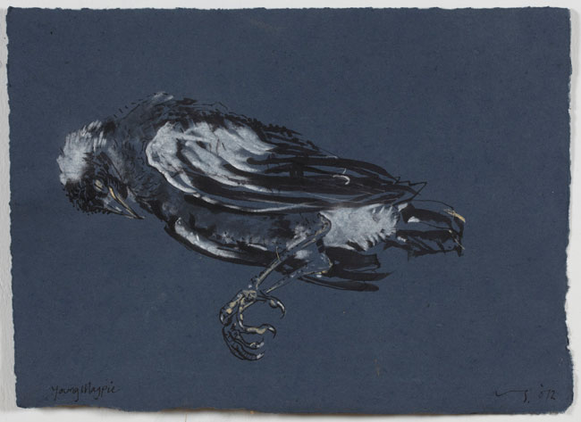 Artwork: Young Magpie