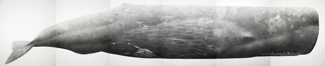 Artwork: Sperm Whale II