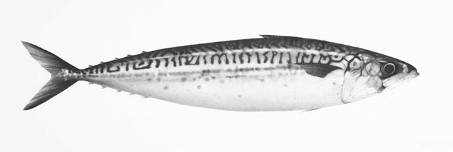 Artwork: Mackerel I