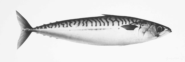 Artwork: Mackerel III