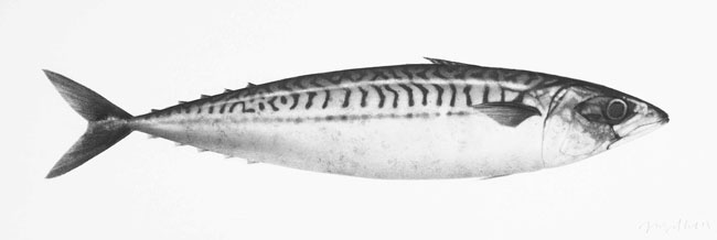 Artwork: Mackerel VI