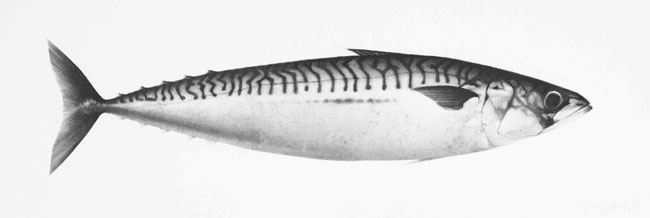 Artwork: Mackerel VII