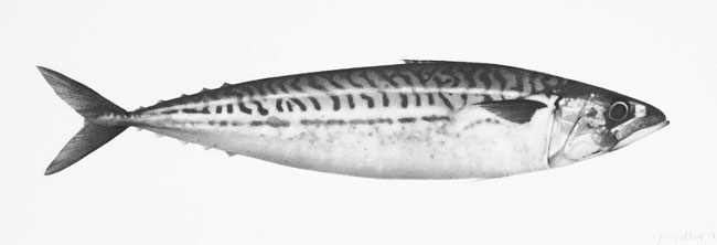 Artwork: Mackerel VIII