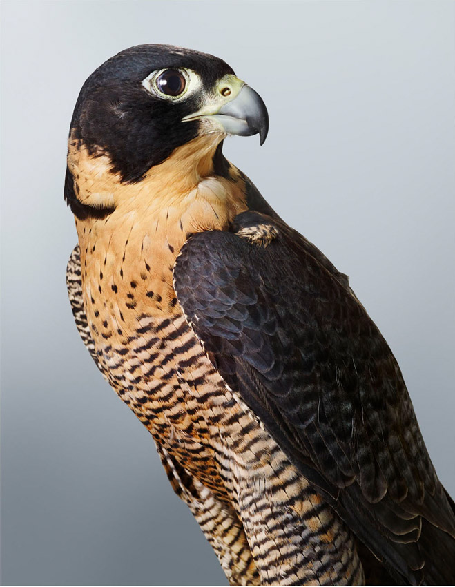 Artwork: Cleo Peregrine Falcon