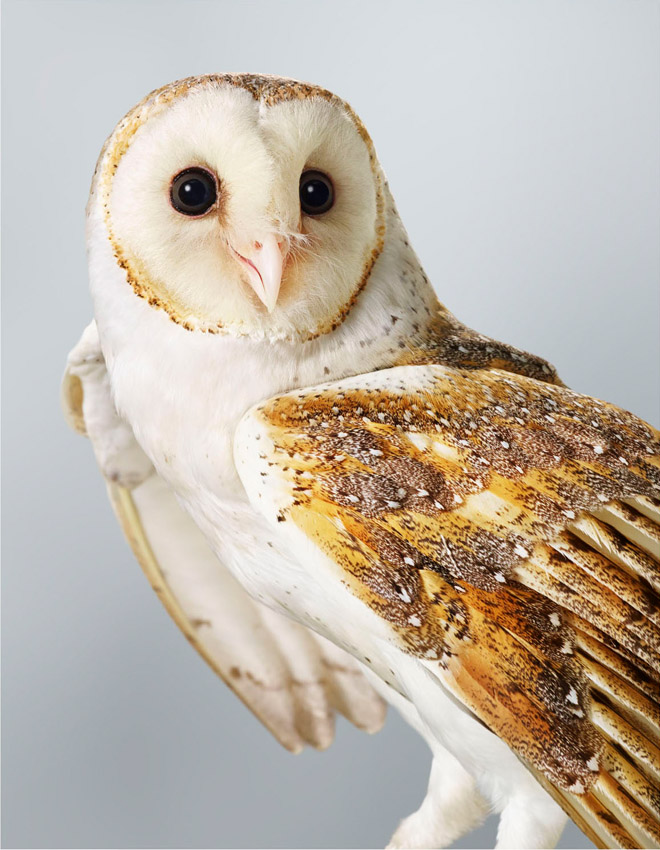 Artwork: Ivy Barn Owl