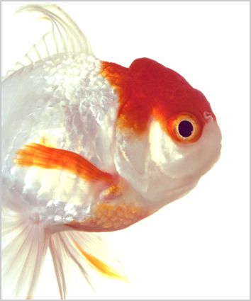 Artwork: Mrs Lawrence Weltschmerzen