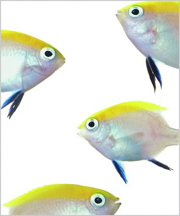 Artwork: Neoglyphidodon melas bluefin