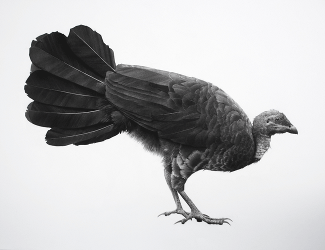 Artwork: Bush turkey I