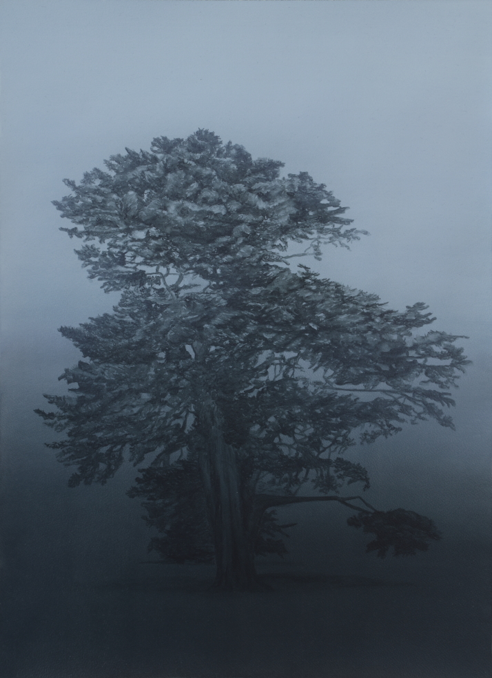 Artwork: Coastal Cypress