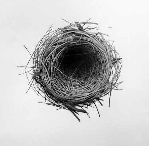 Artwork: Tawny Grassbird