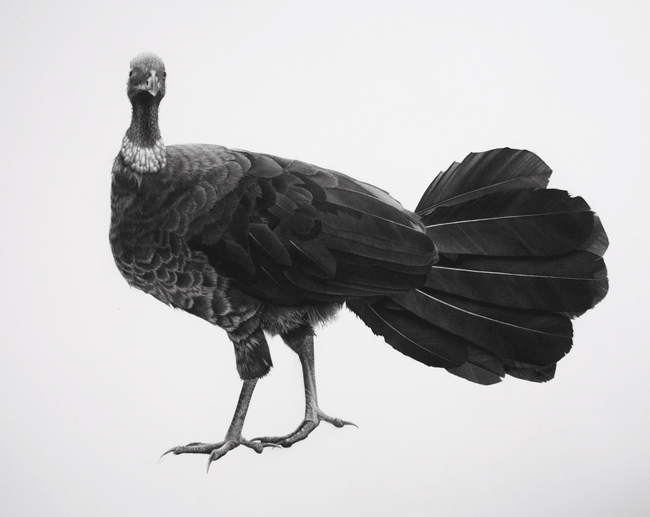 Artwork: Bush turkey II