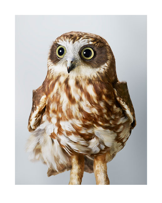 Bird watching has never been more fun