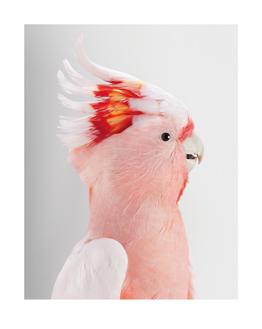 Who’s a pretty boy, then?