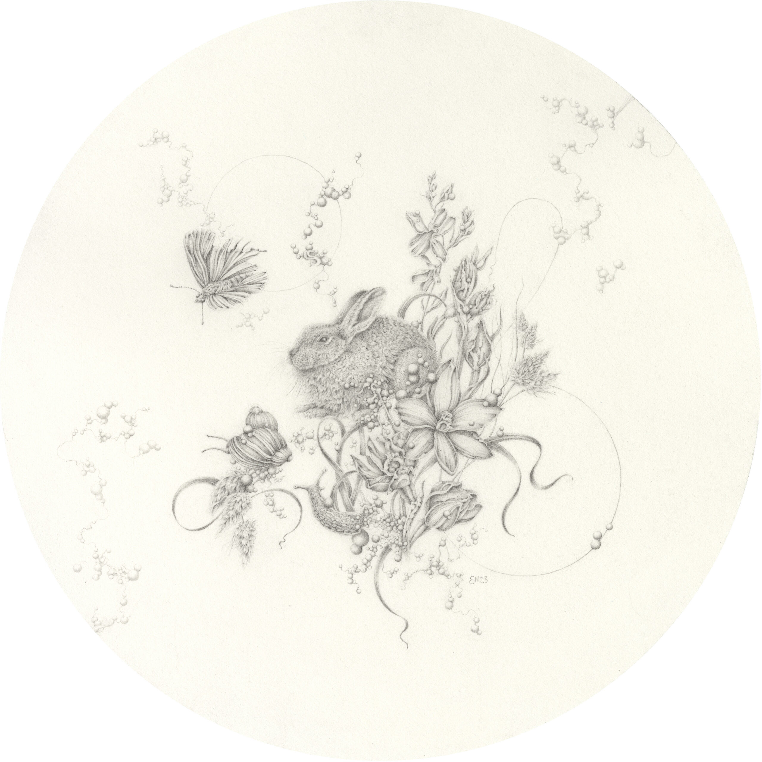 Artwork: Large-spotted Sun Orchid and Rabbit
