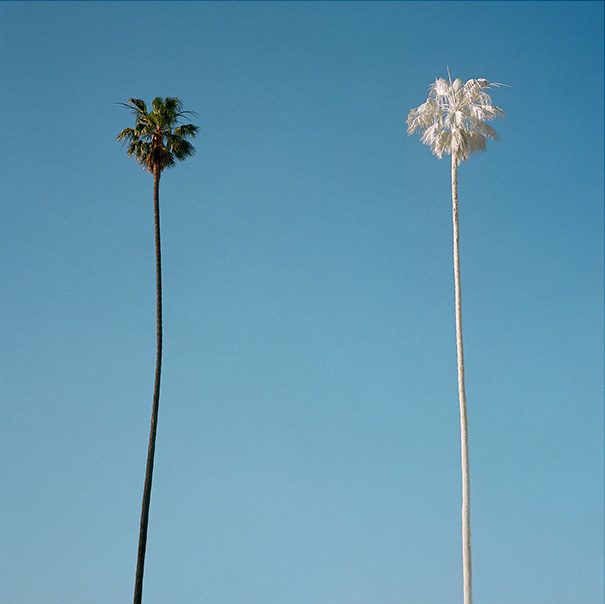 Artwork: White Palm