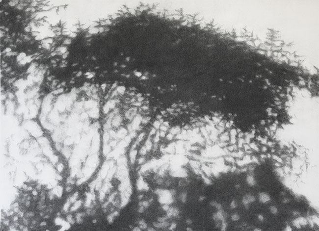 Artwork: Hopkins River Shadow 2