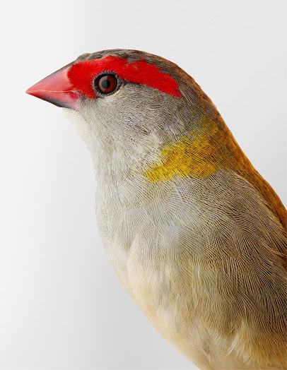 Artwork: Ellery Red Browed Finch