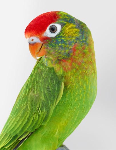 Artwork: ‘Paolo’ Varied lorikeet