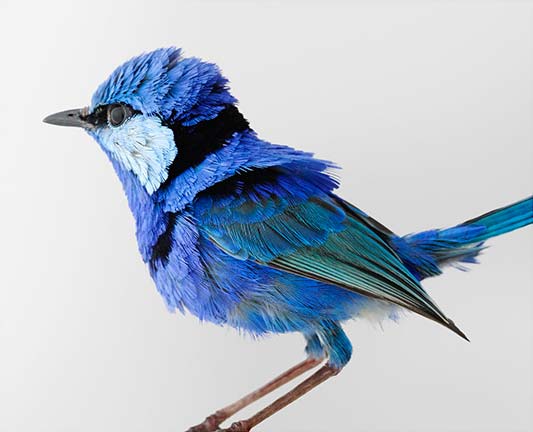 Artwork: Pepe no1 Splendid Fairywren