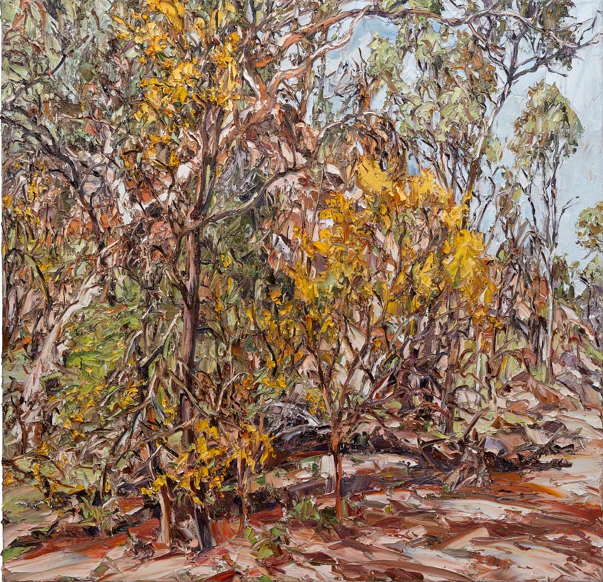 Artwork: Wilpena Wattle With Fallen Tree