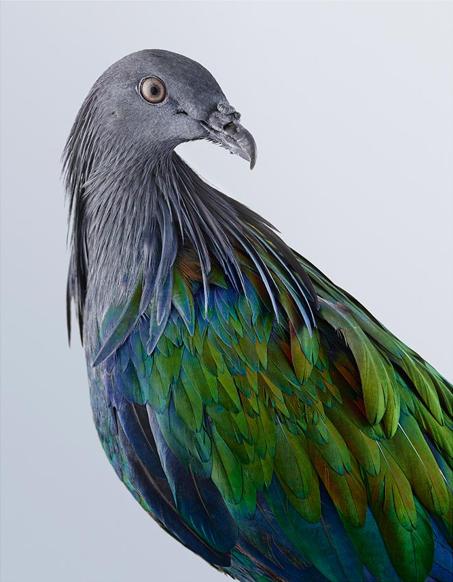 Artwork: Nicobar Pigeon