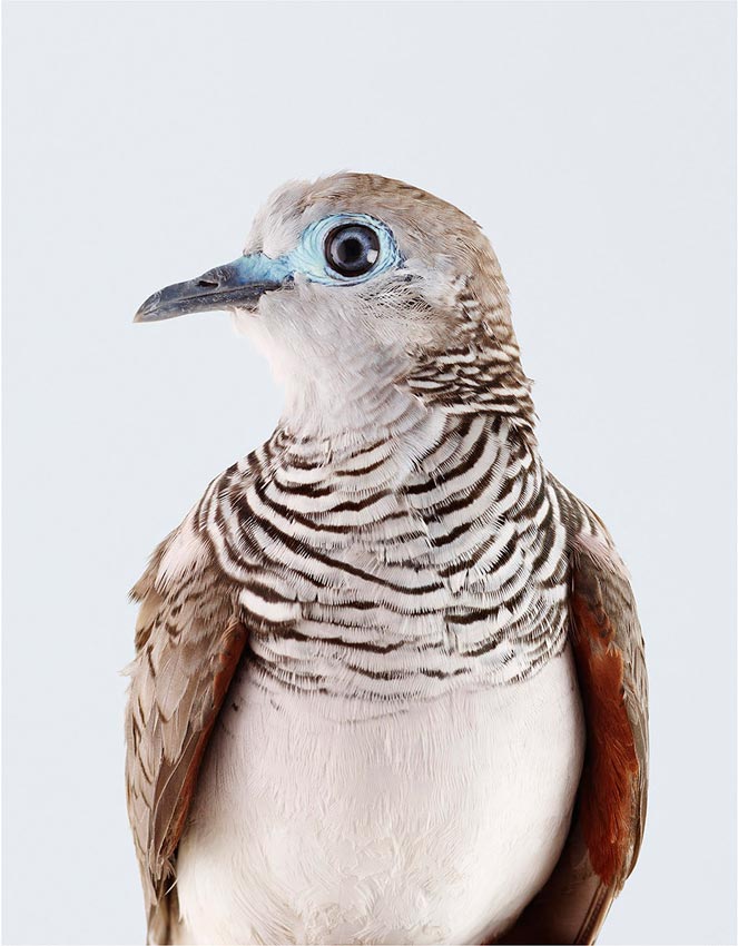 Artwork: Peaceful Dove