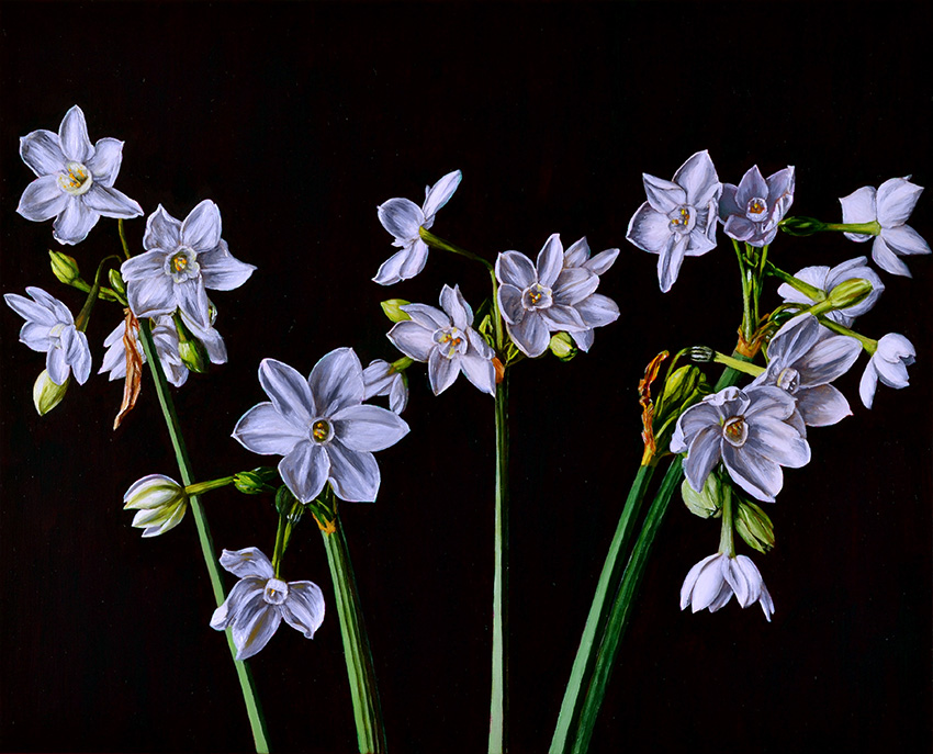 Artwork: Still Life with Narcissus III