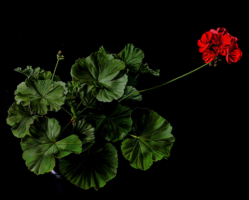 Still Life with Variations