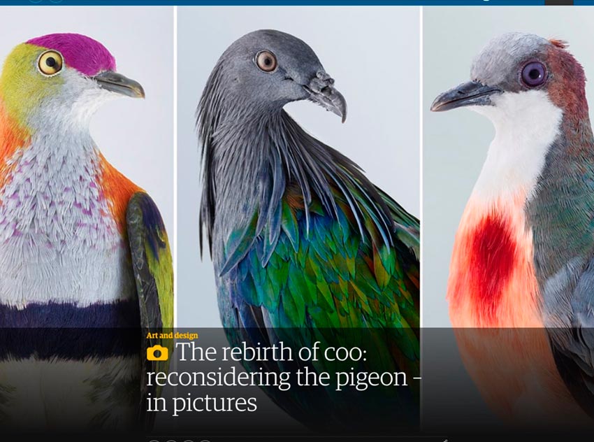 The rebirth of coo: reconsidering the pigeon – in pictures