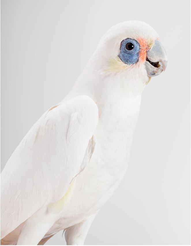 Artwork: Little Stevie Little Corella